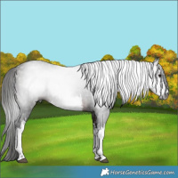 Horse Color:Gray White Spotted Bay 