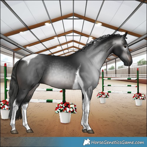 Horse Color:Gray Brown Tobiano