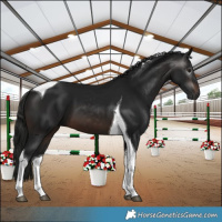 Horse Color:Gray Brown Tobiano 