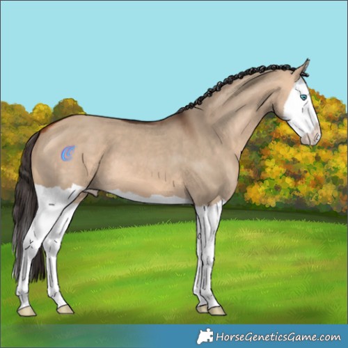 Horse Color:Bay Dun Splash 