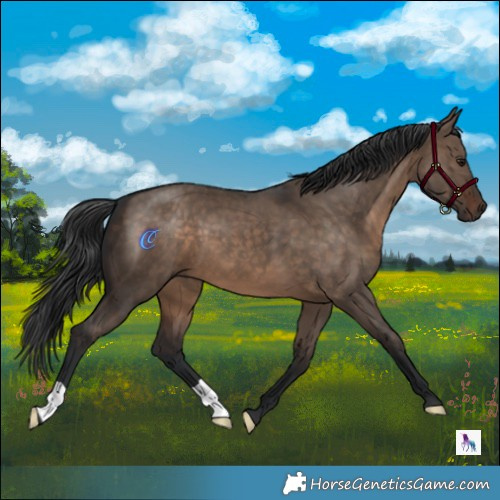 Horse Color:Brown Dun 