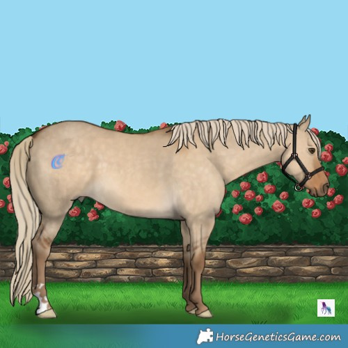 Horse Color:Chocolate Palomino Dun