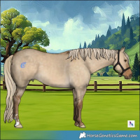 Horse Color:Chocolate Palomino Dun