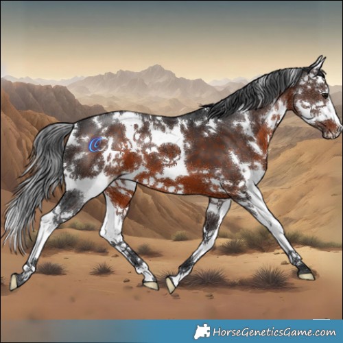 Horse Color:White Spotted Brown Splash 
