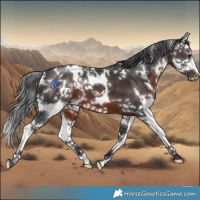 Horse Color:White Spotted Brown Splash 