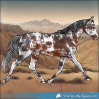 Horse Color:White Spotted Brown Splash 