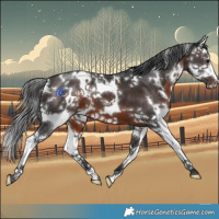 Horse Color:White Spotted Brown Splash 