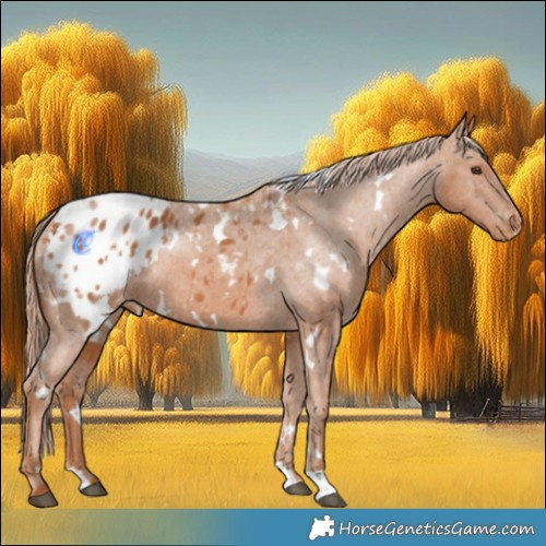 Horse Color:White Spotted Chestnut Appaloosa 