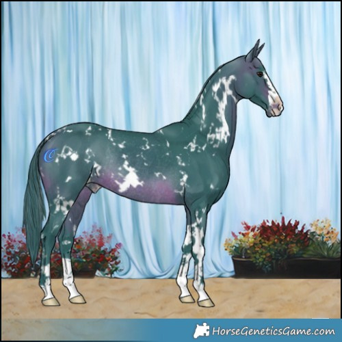 Horse Color:Watercolor White Spotted Brown Varnish Rabicano 