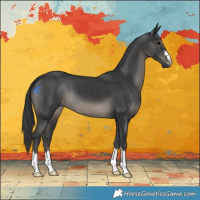 Horse Color:Black 