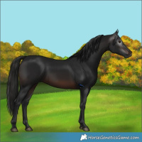Horse Color:Gray White Spotted Brown