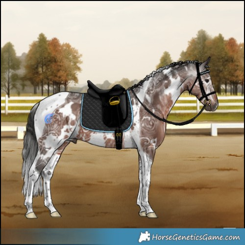 Horse Color:Gray White Spotted Bay Ice Tobiano 