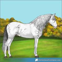 Horse Color:White Spotted Black Splash Tobiano Frame Near Leopard 