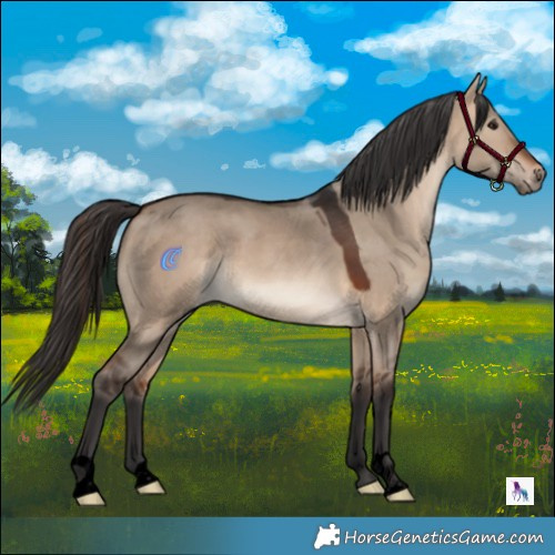 Horse Color:Void Brown Dun