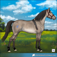 Horse Color:Void Brown Dun