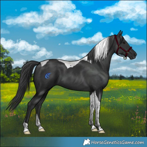 Horse Color:Black Tobiano 