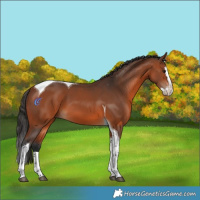 Horse Color:Bay Splash Tobiano