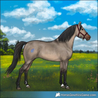 Horse Color:Brown Dun 