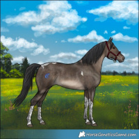 Horse Color:Brown Dun Tobiano Rabicano 