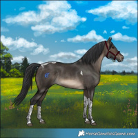 Horse Color:Brown Dun Tobiano Rabicano