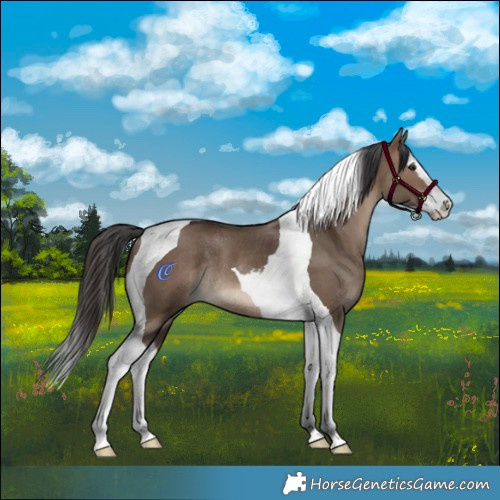 Horse Color:Brown Dun Splash Tobiano Rabicano 