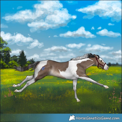 Horse Color:Brown Dun Splash Tobiano Rabicano 