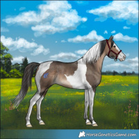Horse Color:Brown Dun Splash Tobiano Rabicano