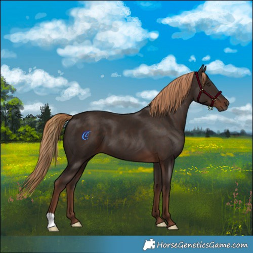 Horse Color:Liver Chestnut 