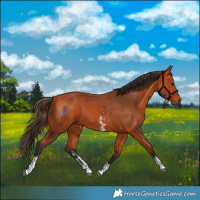 Horse Color:Bay Sabino Tobiano Rabicano 