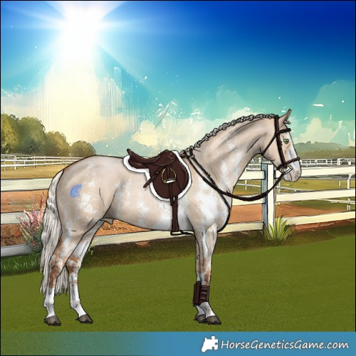 Horse Color:Silver Bay Pearl Dun Sabino Rabicano 
