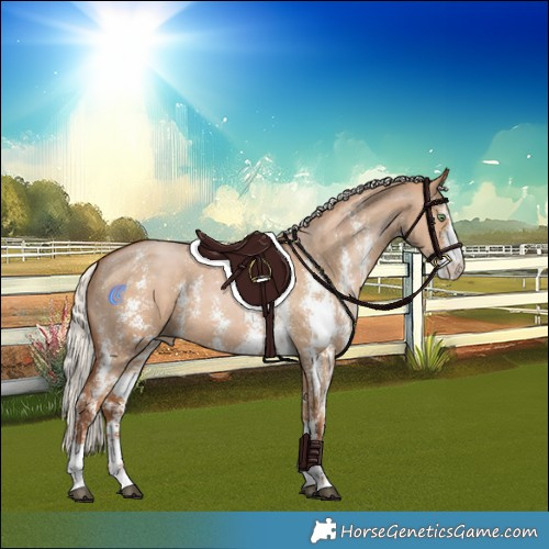 Horse Color:Silver Bay Pearl Dun Sabino Rabicano 