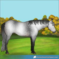 Horse Color:Gray White Spotted Bay