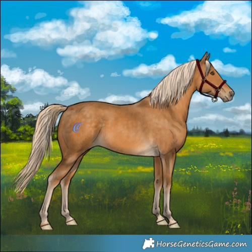Horse Color:Palomino Mushroom 