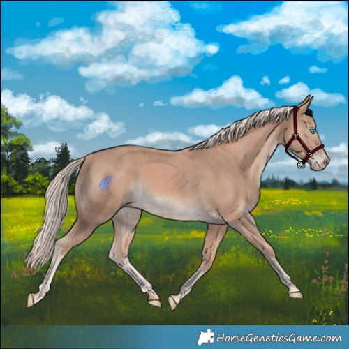 Horse Color:Cremello 