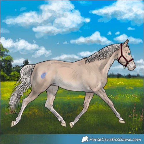 Horse Color:Cremello 
