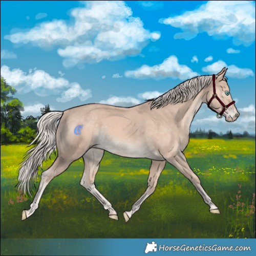 Horse Color:Cremello 