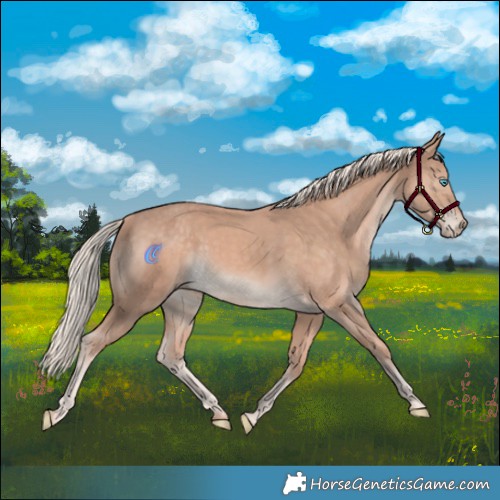 Horse Color:Cremello 
