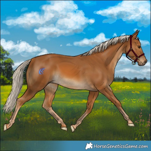 Horse Color:Palomino 