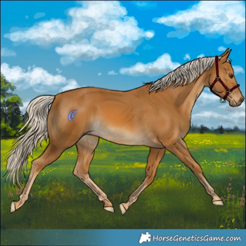 Horse Color:Palomino