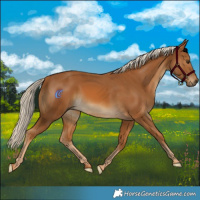 Horse Color:Palomino 