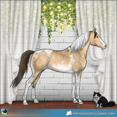 Horse Color:Buckskin Dun Sabino Splash Tobiano Brindle 