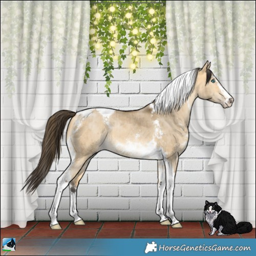 Horse Color:Buckskin Dun Sabino Splash Tobiano Brindle