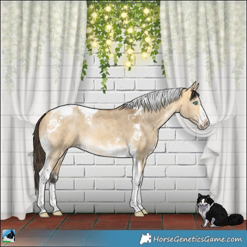 Horse Color:Buckskin Dun Sabino Splash Tobiano Brindle