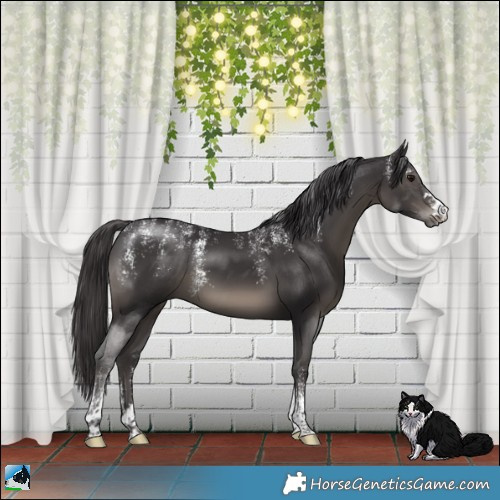 Horse Color:Powder White Smoky Black 