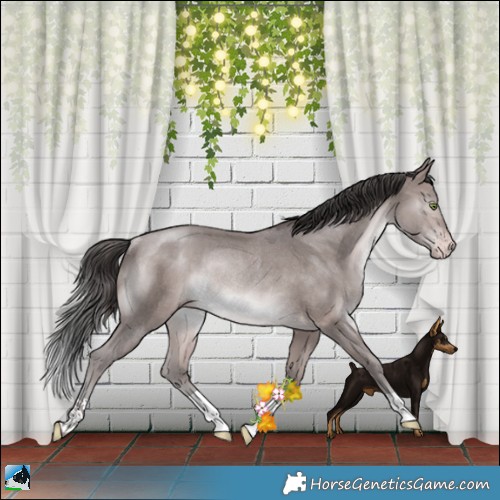 Horse Color:Platinum Sable Champagne Rabicano