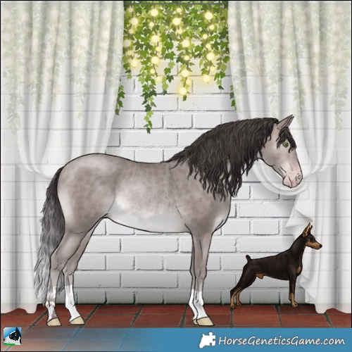 Horse Color:Platinum Sable Champagne Rabicano 
