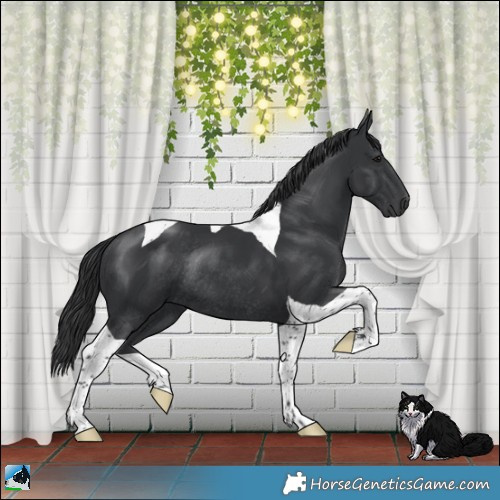 Horse Color:Platinum Black Tobiano Rabicano
