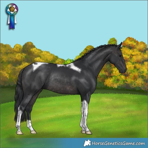 Horse Color:Platinum Brown Tobiano Rabicano 