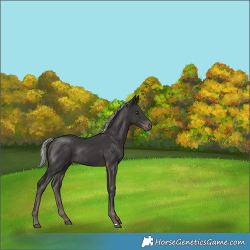 Horse Color:Platinum Liver Chestnut Rabicano 