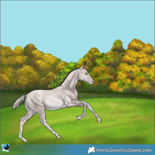 Horse Color:Platinum Gold Cream Champagne Rabicano 
